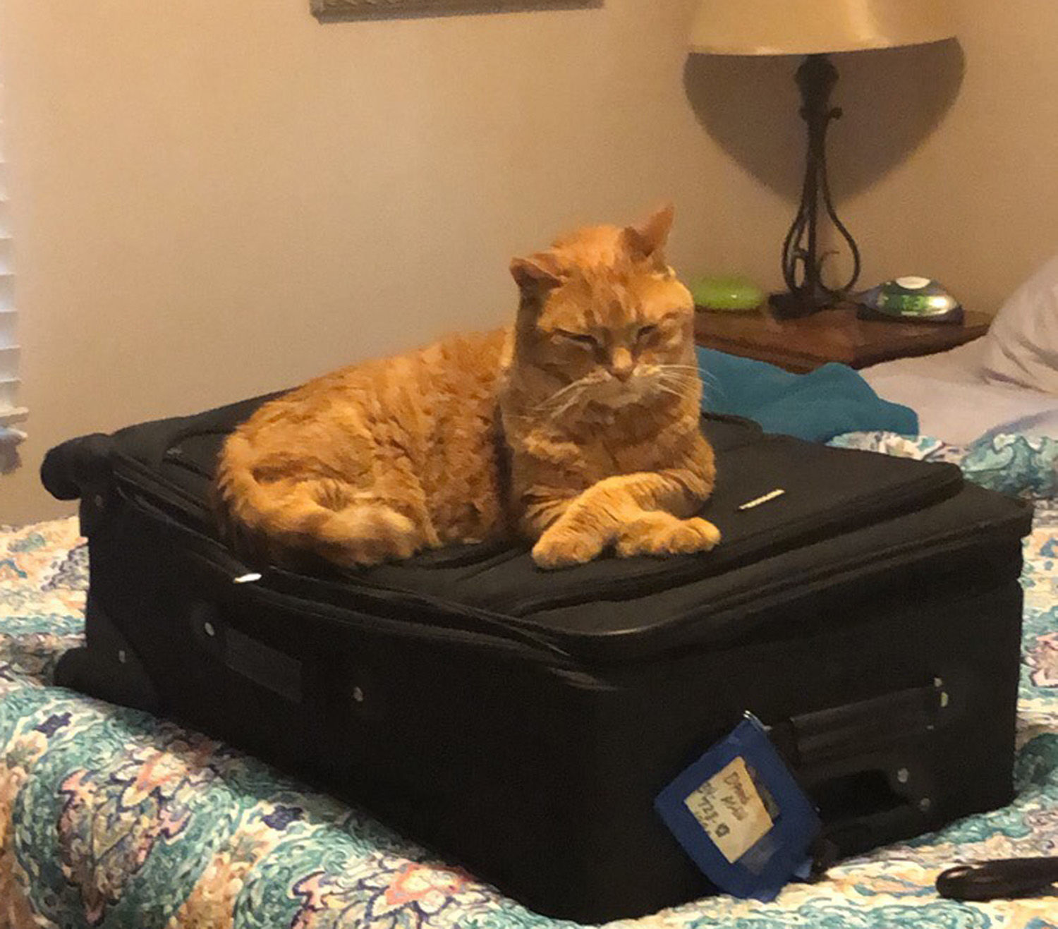 Ready for vacation